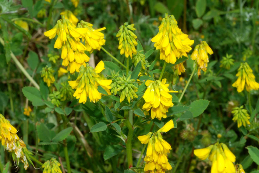 Trigonella esculenta / Fieno greco cornicolato